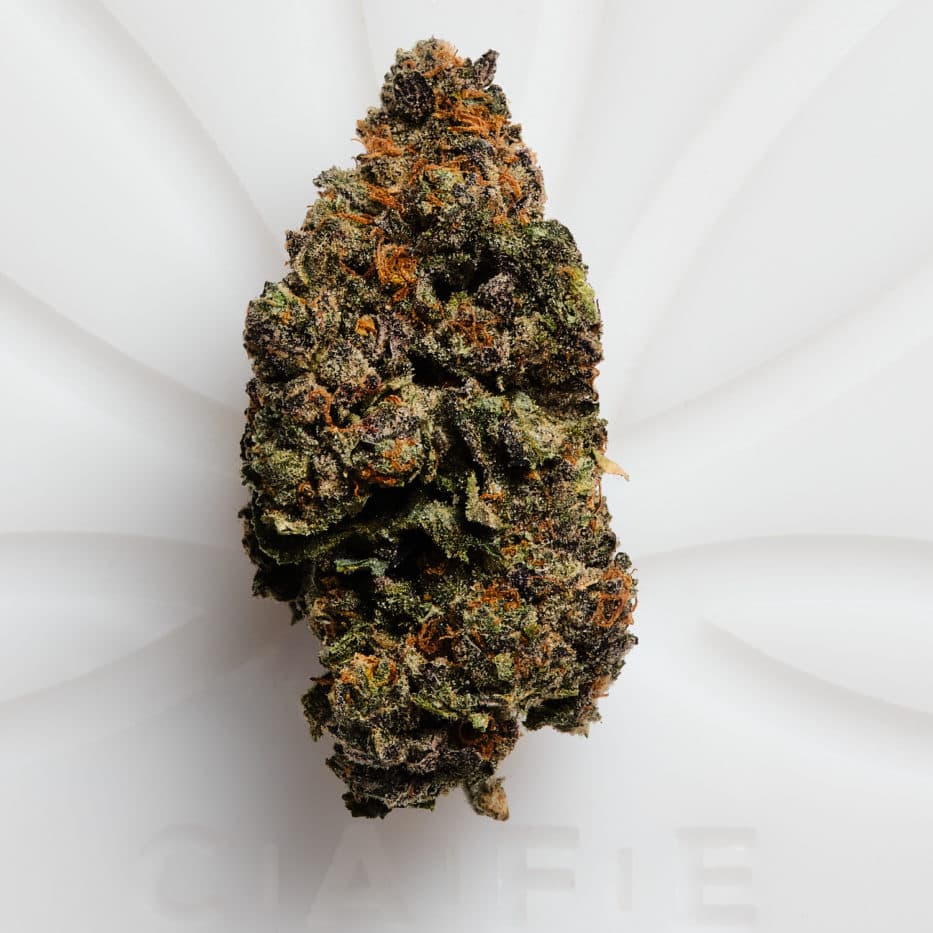 Auto FumePop > Original Sensible Seeds | Autoflowering Hanfsamen  |  Indica